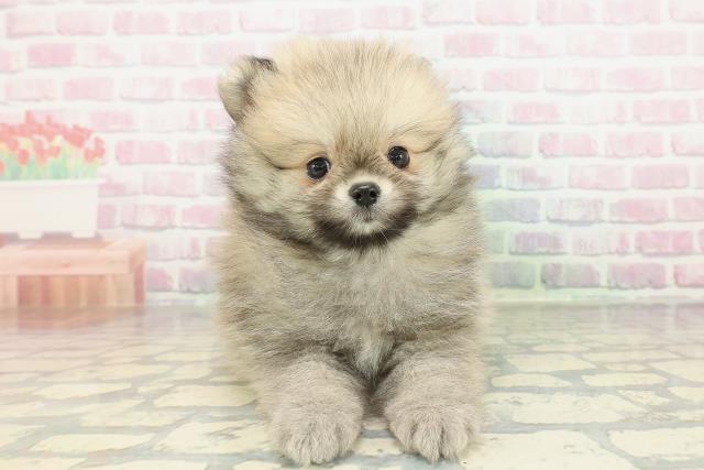 埼玉県のポメラニアン (Coo&RIKU岩槻店/2026年2月14日生まれ/男の子/オレンジセーブル)の子犬の1枚目の画像