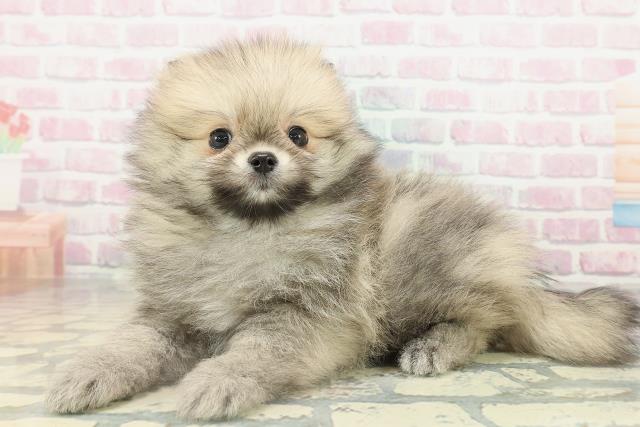 埼玉県のポメラニアン (Coo&RIKU岩槻店/2026年2月14日生まれ/男の子/オレンジセーブル)の子犬の2枚目の画像