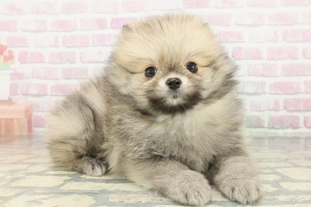 埼玉県のポメラニアン (Coo&RIKU岩槻店/2026年2月14日生まれ/男の子/オレンジセーブル)の子犬の3枚目の画像