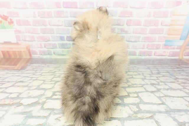 埼玉県のポメラニアン (Coo&RIKU岩槻店/2026年2月14日生まれ/男の子/オレンジセーブル)の子犬の4枚目の画像