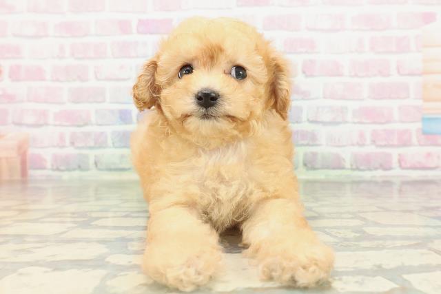 埼玉県のトイプードル(トイ) (Coo&RIKU岩槻店/2026年2月15日生まれ/女の子/アプリコット)の子犬の1枚目の画像