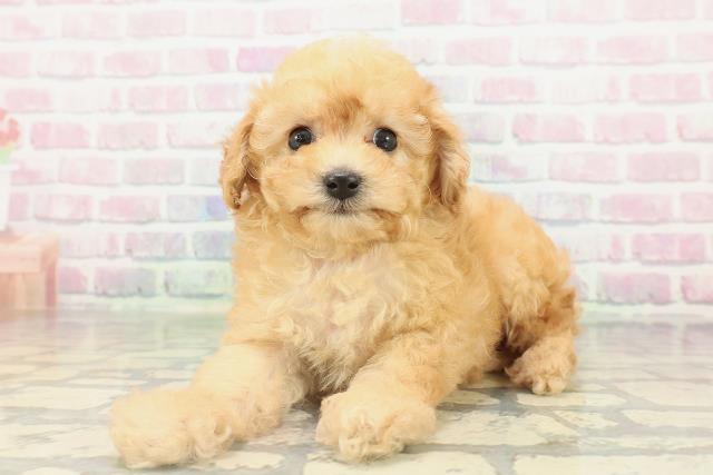 埼玉県のトイプードル(トイ) (Coo&RIKU岩槻店/2026年2月15日生まれ/女の子/アプリコット)の子犬の2枚目の画像