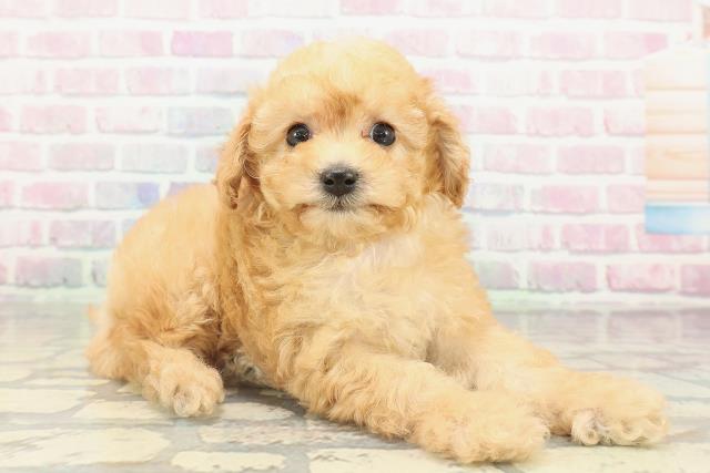 埼玉県のトイプードル(トイ) (Coo&RIKU岩槻店/2026年2月15日生まれ/女の子/アプリコット)の子犬の3枚目の画像