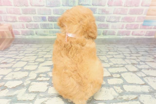 埼玉県のトイプードル(トイ) (Coo&RIKU岩槻店/2026年2月15日生まれ/女の子/アプリコット)の子犬の4枚目の画像