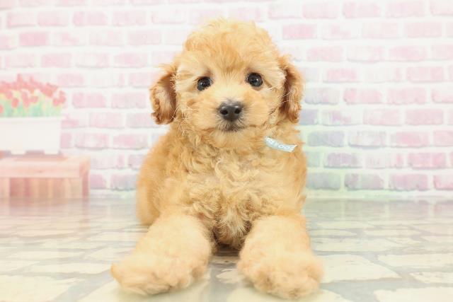 トイ・プードル