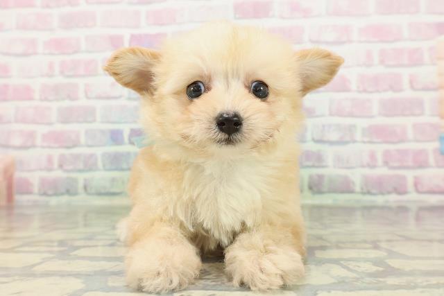 埼玉県のチワプー/プーチー(チワワ×プードル) (Coo&RIKU桶川店/2026年2月16日生まれ/男の子/アプリコット)の子犬の1枚目の画像