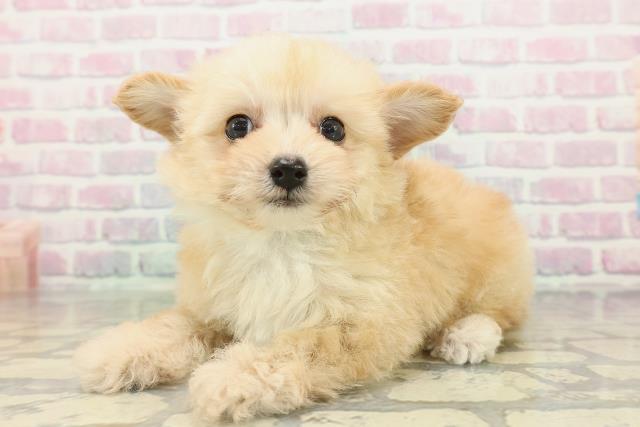 埼玉県のチワプー/プーチー(チワワ×プードル) (Coo&RIKU桶川店/2026年2月16日生まれ/男の子/アプリコット)の子犬の2枚目の画像