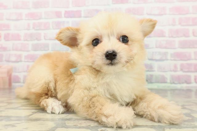 埼玉県のチワプー/プーチー(チワワ×プードル) (Coo&RIKU桶川店/2026年2月16日生まれ/男の子/アプリコット)の子犬の3枚目の画像