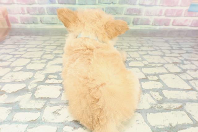 埼玉県のチワプー/プーチー(チワワ×プードル) (Coo&RIKU桶川店/2026年2月16日生まれ/男の子/アプリコット)の子犬の4枚目の画像