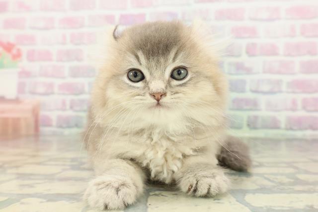 東京都のアメリカンカール (Coo&RIKU下北沢店/2026年2月17日生まれ/男の子/ブルー)の子猫の1枚目の画像