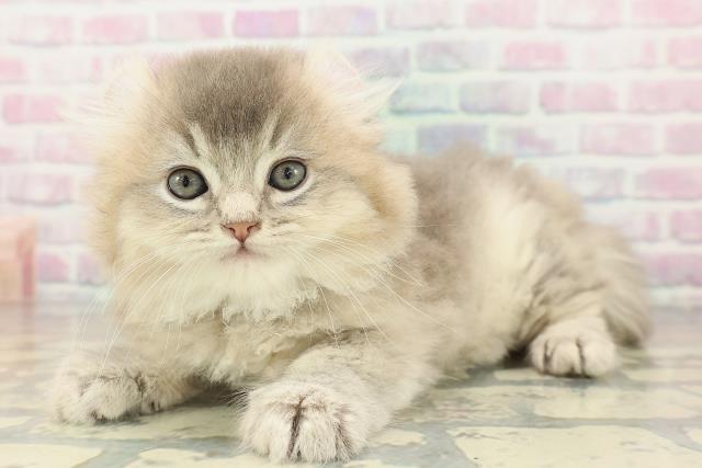 東京都のアメリカンカール (Coo&RIKU下北沢店/2026年2月17日生まれ/男の子/ブルー)の子猫の2枚目の画像