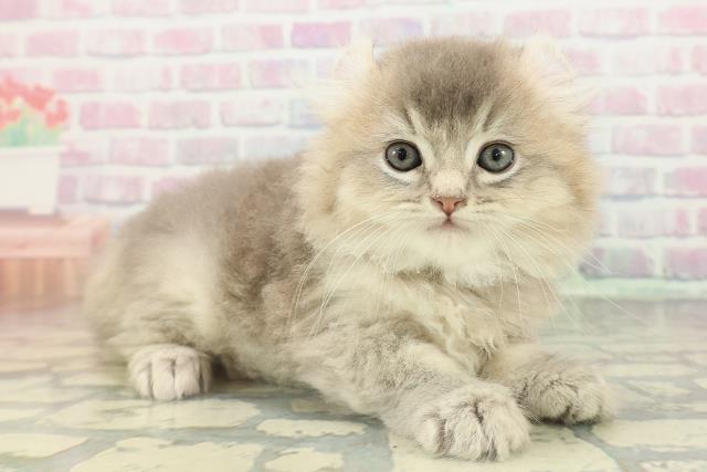 東京都のアメリカンカール (Coo&RIKU下北沢店/2026年2月17日生まれ/男の子/ブルー)の子猫の3枚目の画像