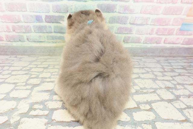 東京都のアメリカンカール (Coo&RIKU下北沢店/2026年2月17日生まれ/男の子/ブルー)の子猫の4枚目の画像