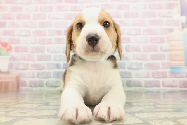 北海道のビーグル (Coo&RIKU苫小牧店/2026年2月16日生まれ/男の子/ブラックタンホワイト)の子犬