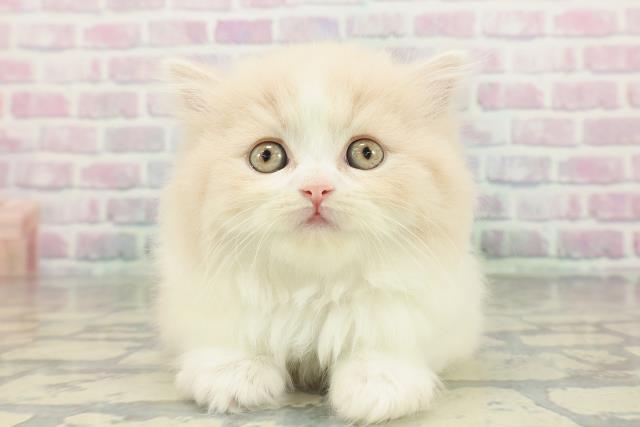 福島県のスコティッシュフォールド (Coo&RIKU福島店/2026年2月17日生まれ/女の子/クリームタビーホワイト)の子猫