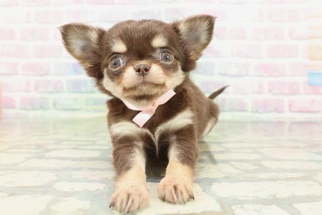 千葉県のチワワ(ロング) (Coo&RIKUフレスポ稲毛店/2026年2月16日生まれ/女の子/チョコレートタン)の子犬