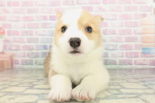 北海道のウェルシュコーギーペンブローク (Coo&RIKU函館店/2026年2月14日生まれ/男の子/レッドホワイト)の子犬の1枚目の画像