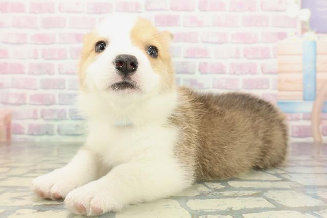 北海道のウェルシュコーギーペンブローク (Coo&RIKU函館店/2026年2月14日生まれ/男の子/レッドホワイト)の子犬の2枚目の画像