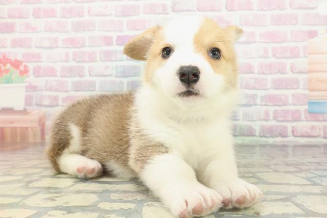 北海道のウェルシュコーギーペンブローク (Coo&RIKU函館店/2026年2月14日生まれ/男の子/レッドホワイト)の子犬の3枚目の画像