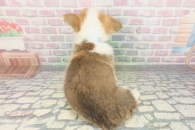 北海道のウェルシュコーギーペンブローク (Coo&RIKU函館店/2026年2月14日生まれ/男の子/レッドホワイト)の子犬の4枚目の画像