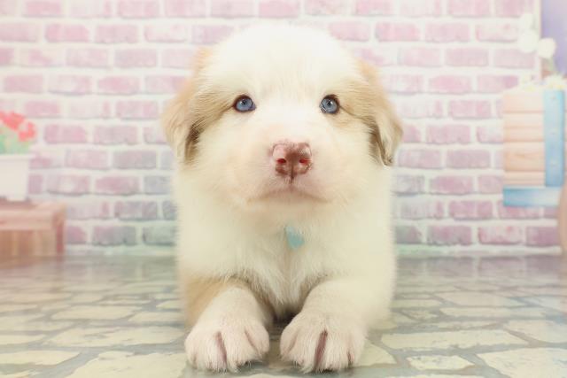 埼玉県のボーダーコリー (Coo&RIKU春日部店/2026年2月15日生まれ/男の子/レッドホワイト)の子犬の1枚目の画像