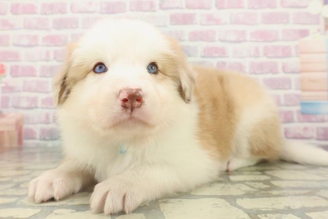 埼玉県のボーダーコリー (Coo&RIKU春日部店/2026年2月15日生まれ/男の子/レッドホワイト)の子犬の2枚目の画像