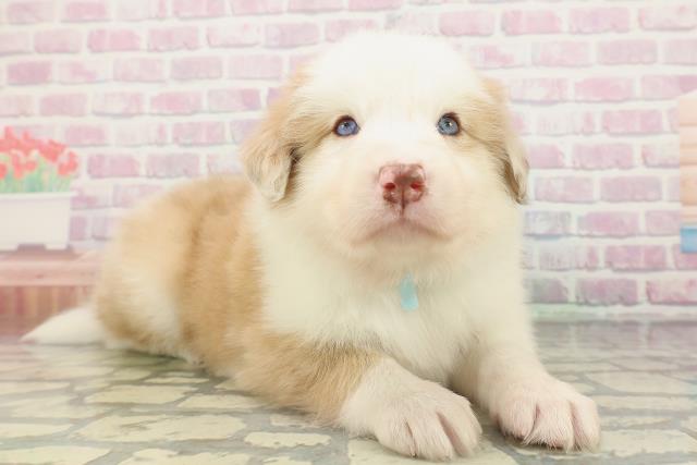 埼玉県のボーダーコリー (Coo&RIKU春日部店/2026年2月15日生まれ/男の子/レッドホワイト)の子犬の3枚目の画像