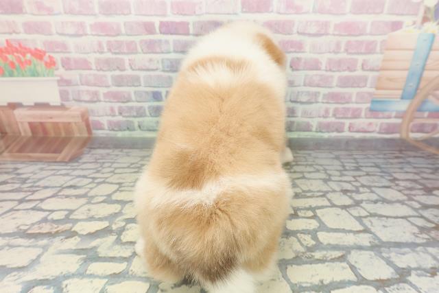 埼玉県のボーダーコリー (Coo&RIKU春日部店/2026年2月15日生まれ/男の子/レッドホワイト)の子犬の4枚目の画像