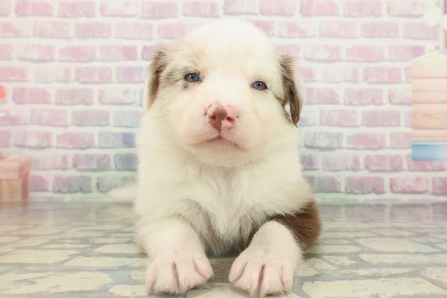 東京都のボーダーコリー (Coo&RIKU八王子西店/2026年2月15日生まれ/女の子/チョコレートマール)の子犬の1枚目の画像