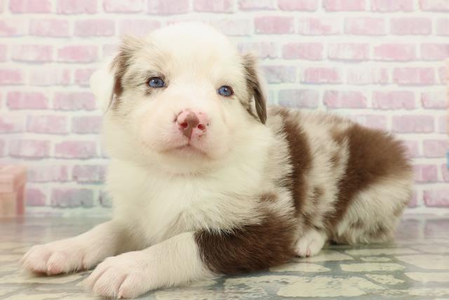 東京都のボーダーコリー (Coo&RIKU八王子西店/2026年2月15日生まれ/女の子/チョコレートマール)の子犬の2枚目の画像