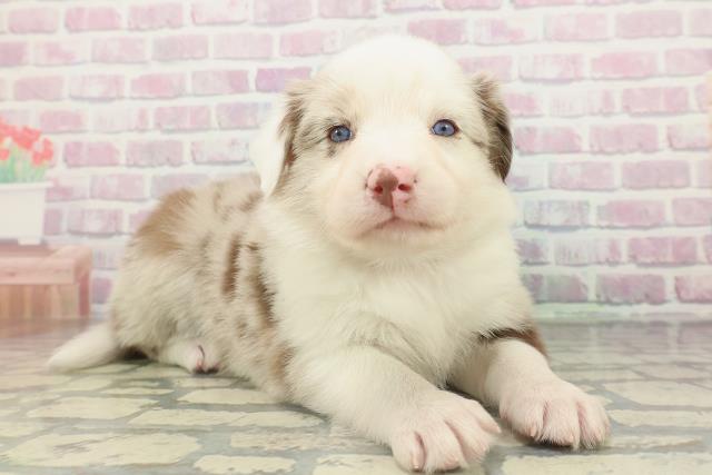 東京都のボーダーコリー (Coo&RIKU八王子西店/2026年2月15日生まれ/女の子/チョコレートマール)の子犬の3枚目の画像