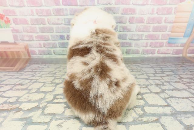 東京都のボーダーコリー (Coo&RIKU八王子西店/2026年2月15日生まれ/女の子/チョコレートマール)の子犬の4枚目の画像