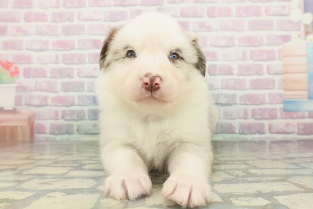 ボーダーコリー