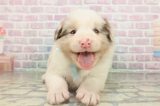 ボーダーコリー