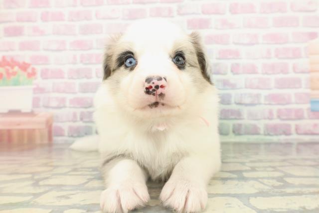 埼玉県のボーダーコリー (Coo&RIKUヤオコー幸手店/2026年2月15日生まれ/女の子/ブルーマール)の子犬の1枚目の画像