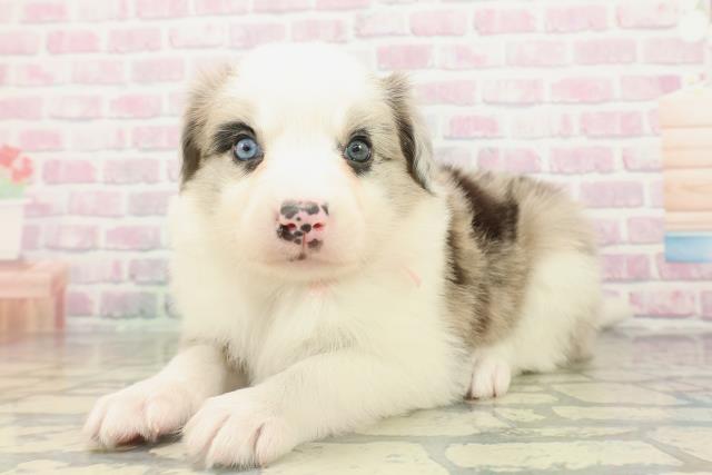 埼玉県のボーダーコリー (Coo&RIKUヤオコー幸手店/2026年2月15日生まれ/女の子/ブルーマール)の子犬の2枚目の画像