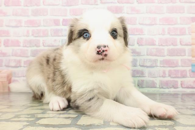 埼玉県のボーダーコリー (Coo&RIKUヤオコー幸手店/2026年2月15日生まれ/女の子/ブルーマール)の子犬の3枚目の画像