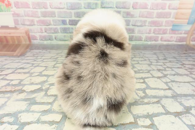 埼玉県のボーダーコリー (Coo&RIKUヤオコー幸手店/2026年2月15日生まれ/女の子/ブルーマール)の子犬の4枚目の画像