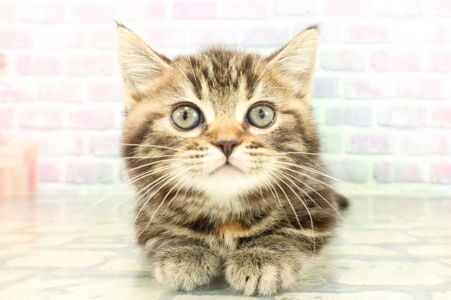 千葉県のマンチカン (Coo&RIKU木更津店/2026年2月14日生まれ/女の子/ブラウンパッチドタビー)の子猫の1枚目の画像