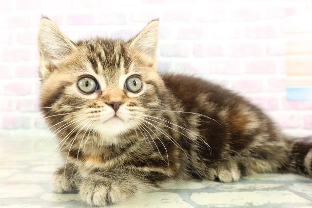 千葉県のマンチカン (Coo&RIKU木更津店/2026年2月14日生まれ/女の子/ブラウンパッチドタビー)の子猫の2枚目の画像