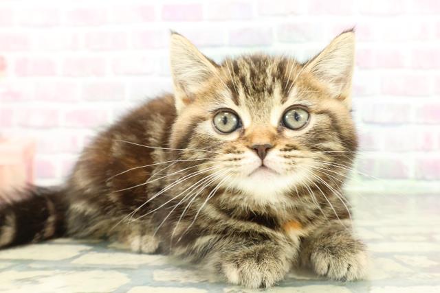 千葉県のマンチカン (Coo&RIKU木更津店/2026年2月14日生まれ/女の子/ブラウンパッチドタビー)の子猫の3枚目の画像