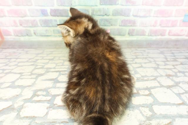 千葉県のマンチカン (Coo&RIKU木更津店/2026年2月14日生まれ/女の子/ブラウンパッチドタビー)の子猫の4枚目の画像