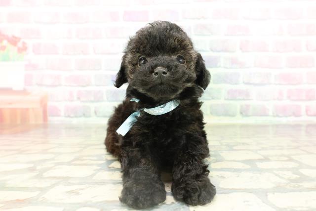 トイ・プードル