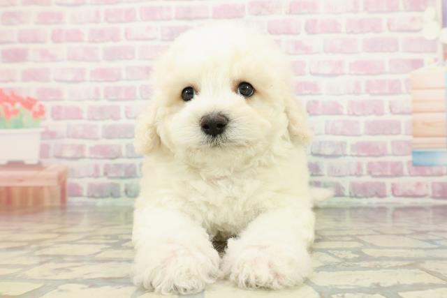 東京都のビションフリーゼ (Coo&RIKU東久留米店/2026年2月15日生まれ/男の子/ホワイト)の子犬の1枚目の画像