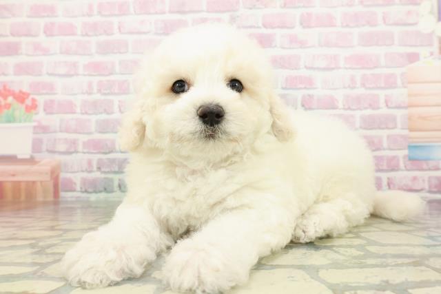 東京都のビションフリーゼ (Coo&RIKU東久留米店/2026年2月15日生まれ/男の子/ホワイト)の子犬の2枚目の画像