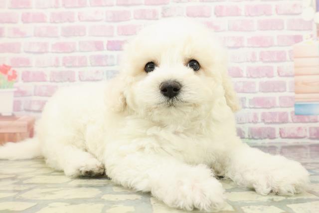 東京都のビションフリーゼ (Coo&RIKU東久留米店/2026年2月15日生まれ/男の子/ホワイト)の子犬の3枚目の画像