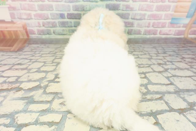 東京都のビションフリーゼ (Coo&RIKU東久留米店/2026年2月15日生まれ/男の子/ホワイト)の子犬の4枚目の画像