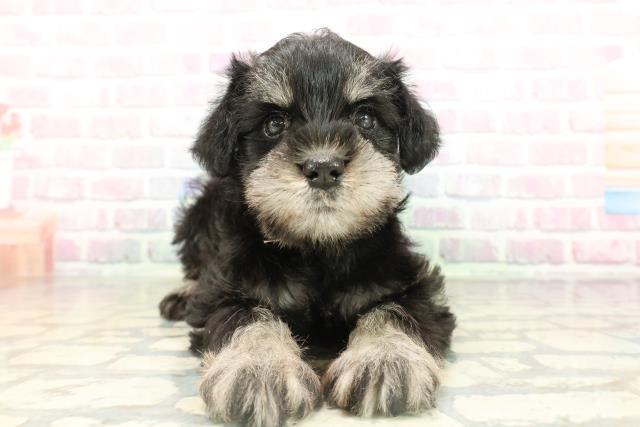 ミニチュア・シュナウザー