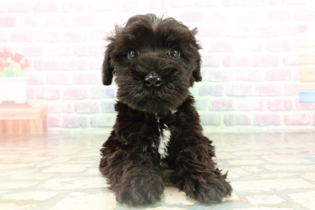 ミニチュア・シュナウザー