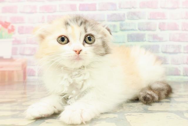 東京都のスコティッシュフォールド (Coo&RIKU東久留米店/2026年2月16日生まれ/女の子/キャリコ)の子猫の2枚目の画像